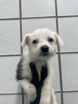 2 -  Shepherd and Mixed Breed Dog for Adoption in El Paso, Texas - 2 | PetCurious