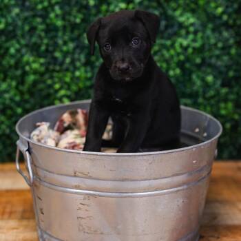 Pit Bull Terrier Dogs Available for Adoption in East St. Louis, Illinois - Soho | PetCurious