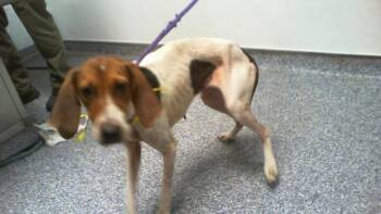 A1269367 -  Treeing Walker Coonhound Dog for Adoption in Charlotte, North Carolina - A1269367 | PetCurious