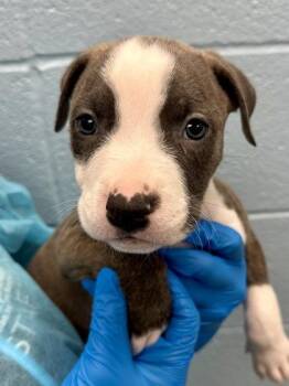 Edgar -  Mixed Breed Dog for Adoption in Wichita, Kansas - Edgar | PetCurious