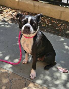 Vinny -  Boston Terrier Dog for Adoption in San Diego, California - Vinny | PetCurious