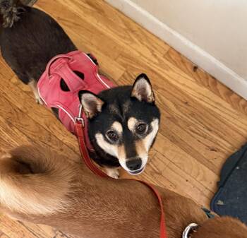 Rumor -  Shiba Inu Dog for Adoption in Chicago, Illinois - Rumor | PetCurious