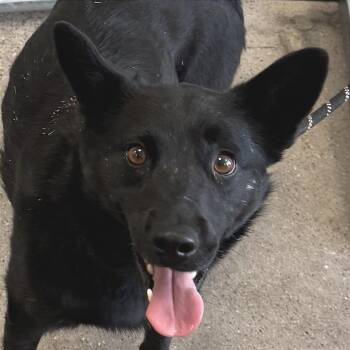 Mixed Breed Dogs Available for Adoption in Las Cruces, New Mexico - Bruno | PetCurious