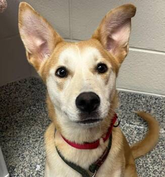 Summer -  Siberian Husky Dog for Adoption in Golden, Colorado - Summer | PetCurious