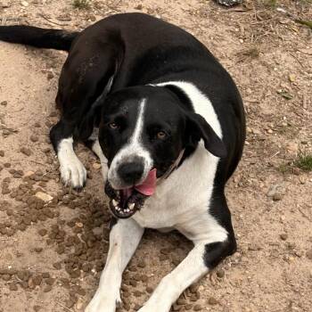 Hound Dogs Available for Adoption in Wiggins, Mississippi - Priscilla | PetCurious