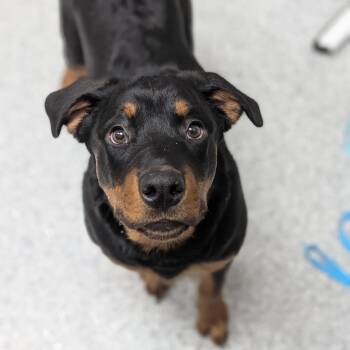 Rottweiler Dogs Available for Adoption - Ember | PetCurious