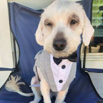 Poodle Dogs Available for Adoption in Austin, Texas - Kirby EJS | PetCurious