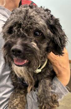 Boo -  Terrier Dog for Adoption in Indiana, Pennsylvania - Boo | PetCurious