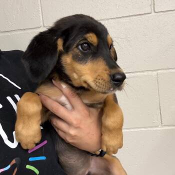 Fortune -  Spaniel Dog for Adoption in Norman, Oklahoma - Fortune | PetCurious