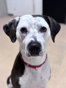 COWBOY - ADOPTION FEE SPONSORED -  Pit Bull Terrier Dog for Adoption in Pembroke, Massachusetts - COWBOY - ADOPTION FEE SPONSORED | PetCurious