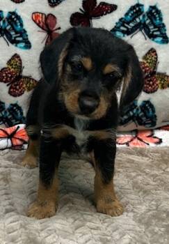 Rescue Dachshund and Mixed Breed Dogs for Adoption in Elmira, New York - Spade | PetCurious