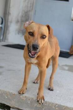 Gigi -  Mixed Breed Dog for Adoption in New Orleans, Louisiana - Gigi | PetCurious
