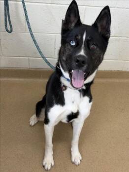 JORAH -  Siberian Husky Dog for Adoption in Derwood, Maryland - JORAH | PetCurious
