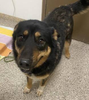 German Shepherd Dog Dogs Available for Adoption - Jelly Bean | PetCurious