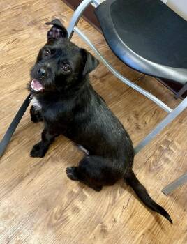 Mixed Breed Dogs Available for Adoption - Hershey | PetCurious