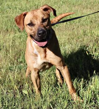 SCRAPPY -  Pit Bull Terrier Dog for Adoption in Beech Bottom, West Virginia - SCRAPPY | PetCurious