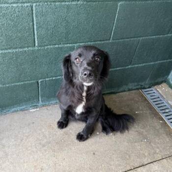 Ribbons -  Labrador Retriever and Collie Dog for Adoption in Carencro, Louisiana - Ribbons | PetCurious