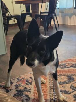 Border Collie Dogs Available for Adoption - Hazel | PetCurious