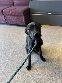Pit Bull Terrier Dogs Available for Adoption in Troy, Ohio - Smoke | PetCurious