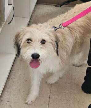 Winnie -  Terrier and Mixed Breed Dog for Adoption in Green River, Wyoming - Winnie | PetCurious