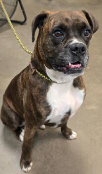 Boxer Dogs Available for Adoption in Murphysboro, Illinois - Rocky | PetCurious