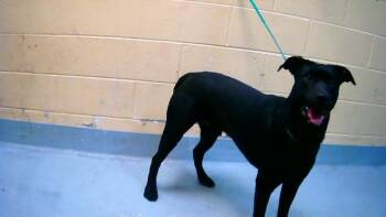 Labrador Retriever and Pit Bull Terrier Dogs Available for Adoption - BIG | PetCurious