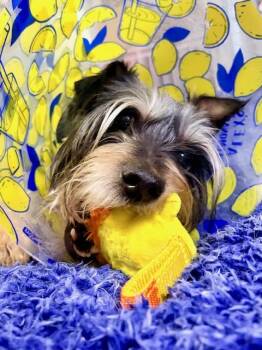GLORDON -  Yorkshire Terrier and Schnauzer Dog for Adoption in Alpharetta, Georgia - GLORDON | PetCurious