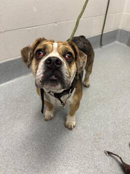 FLINT -  American Bulldog Dog for Adoption in Indianapolis, Indiana - FLINT | PetCurious