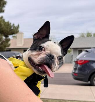 Champ -  Boston Terrier Dog for Adoption in Scottsdale, Arizona - Champ | PetCurious