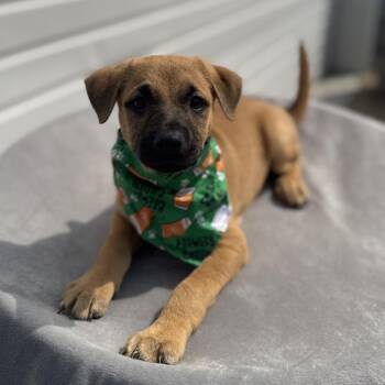Evan -  Pit Bull Terrier and Mixed Breed Dog for Adoption in Newberg, Oregon - Evan | PetCurious