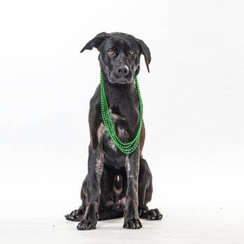 Black Labrador Retriever Dogs Available for Adoption in Reno, Nevada - Aioli | PetCurious