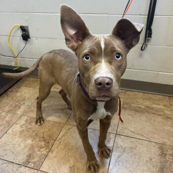 Avalon -  Pit Bull Terrier and Husky Dog for Adoption in Tuscaloosa, Alabama - Avalon | PetCurious