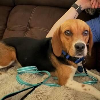 Honey -  Beagle Dog for Adoption in Olathe, Kansas - Honey | PetCurious