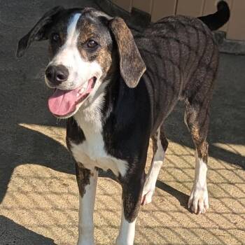 Mallory -  Beagle and Foxhound Dog for Adoption - Mallory | PetCurious