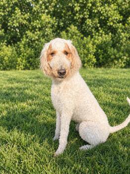 Loki -  Goldendoodle Dog for Adoption in Waldorf, Maryland - Loki | PetCurious