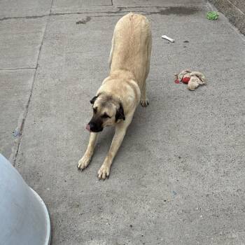 Bea -  Anatolian Shepherd and Mixed Breed Dog for Adoption in Tacoma, Washington - Bea | PetCurious