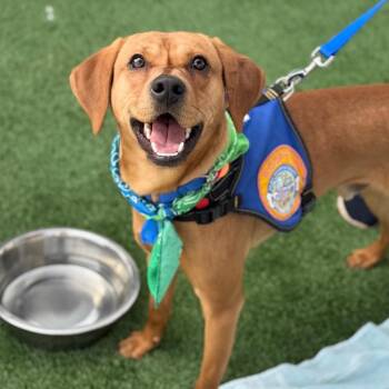 Mixed Breed Dogs Available for Adoption in Shelburne, Vermont - Mazda | PetCurious