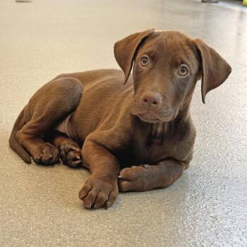 Ben -  Mixed Breed Dog for Adoption in Hailey, Idaho - Ben | PetCurious