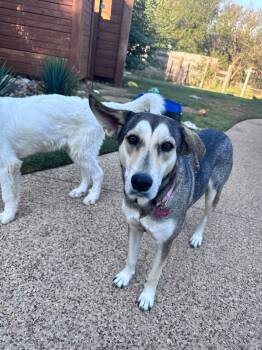 Beauty -  Shepherd Dog for Adoption in Fort Worth, Texas - Beauty | PetCurious