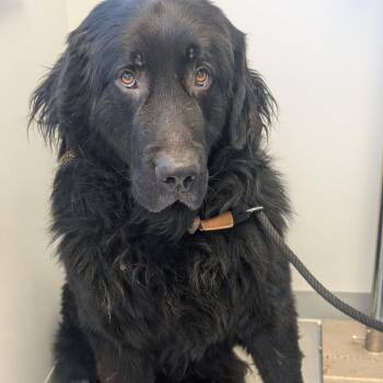 Freddrick -  Newfoundland Dog Dog for Adoption in Watertown, New York - Freddrick | PetCurious