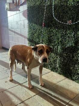 61804186 -  Mixed Breed Dog for Adoption in El Paso, Texas - 61804186 | PetCurious