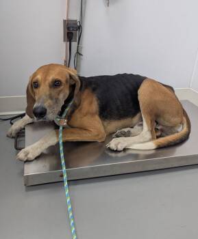 Rescue Hound Dogs for Adoption in Hartsville, South Carolina - Maxx | PetCurious