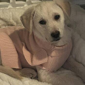 Yellow Labrador Retriever Dogs Available for Adoption in Enterprise, Alabama - Phoebe | PetCurious