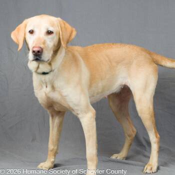 Biscuit -  Yellow Labrador Retriever and Mixed Breed Dog for Adoption in Montour Falls, New York - Biscuit | PetCurious