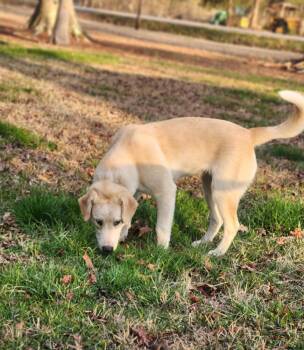 Labrador Retriever and Mixed Breed Dogs Available for Adoption - Honey | PetCurious