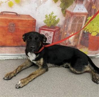 Rottweiler and Mixed Breed Dogs Available for Adoption in San Bernardino, California - ANDY | PetCurious
