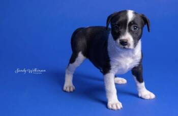 Lottie Sweet girl -  Pit Bull Terrier and Labrador Retriever Dog for Adoption in Russiaville, Indiana - Lottie Sweet Girl | PetCurious