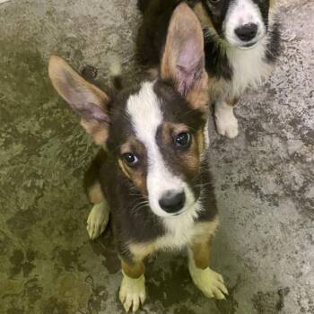 Collie and Mixed Breed Dogs Available for Adoption in Spokane, Washington - William | PetCurious