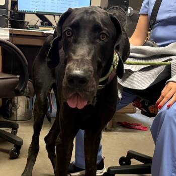 Aerosmith -  Great Dane Dog for Adoption in Yuma, Arizona - Aerosmith | PetCurious