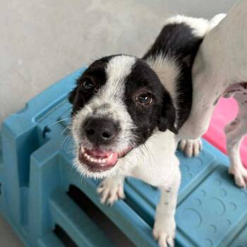 Wirehaired Terrier and Mixed Breed Dogs Available for Adoption in Carmel Hamlet, New York - Louise | PetCurious